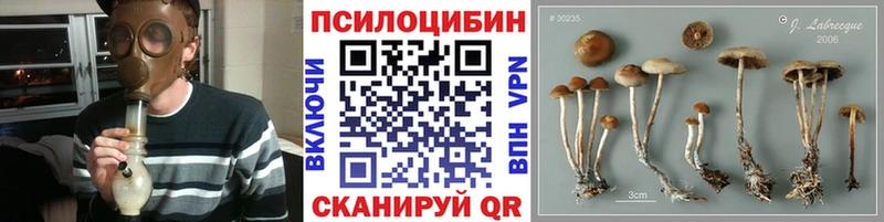 ОМГ ОМГ tor  Ершов  Псилоцибиновые грибы GOLDEN TEACHER 